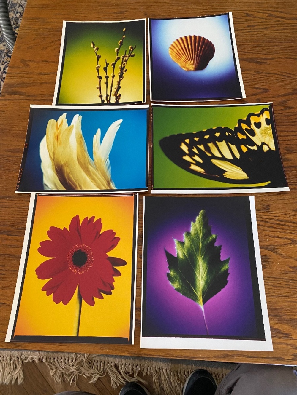 Glossy still life collection of 8x10  photos